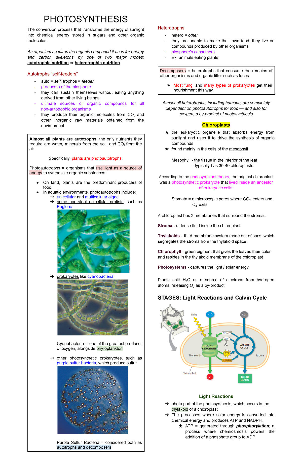 General Biology (2nd Quarter) - PHOTOSYNTHESIS The conversion process ...