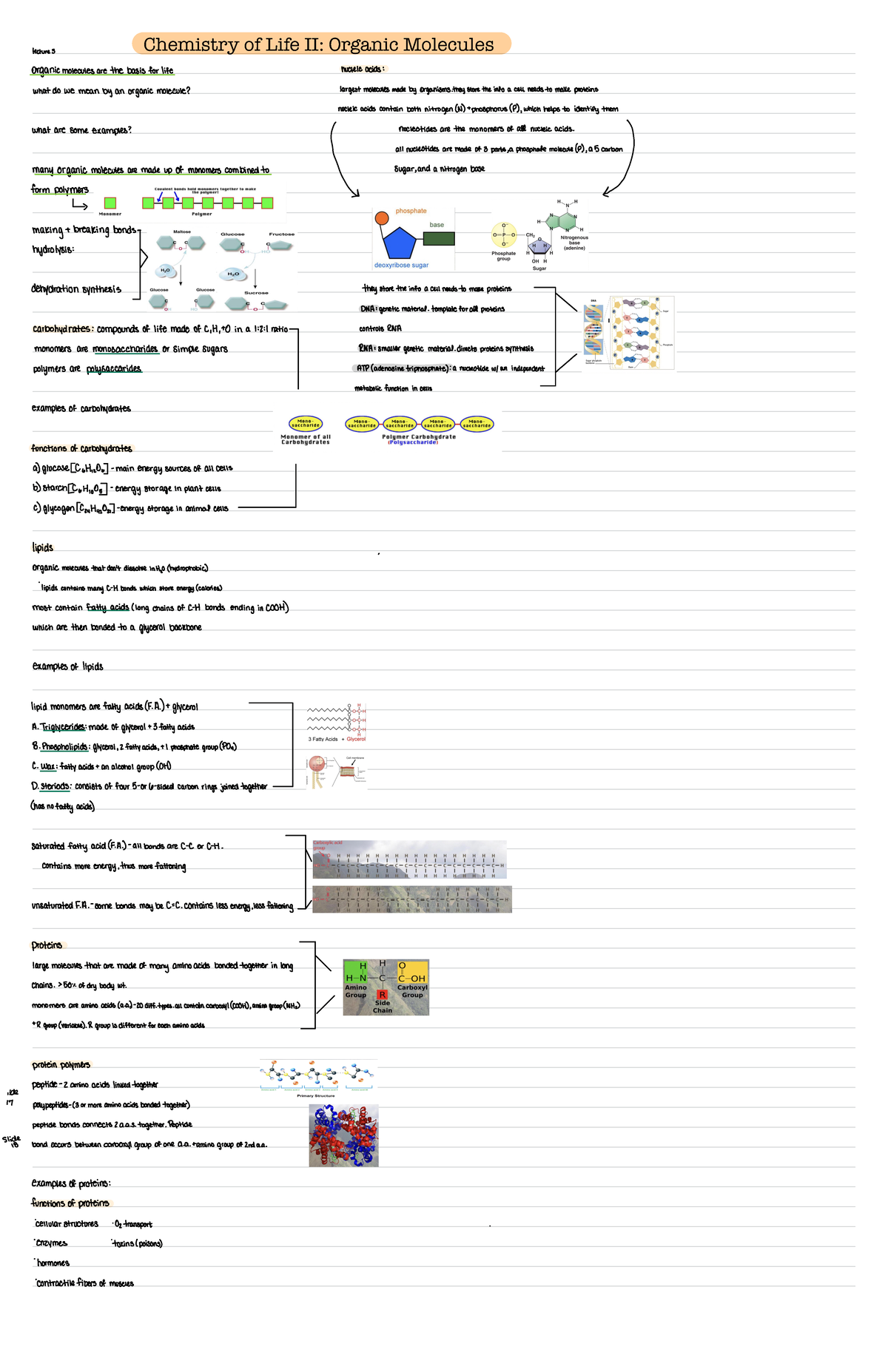 Human Biology - Chemistry Of Life Pt 2 - Chemistry Of Life II: Organic ...