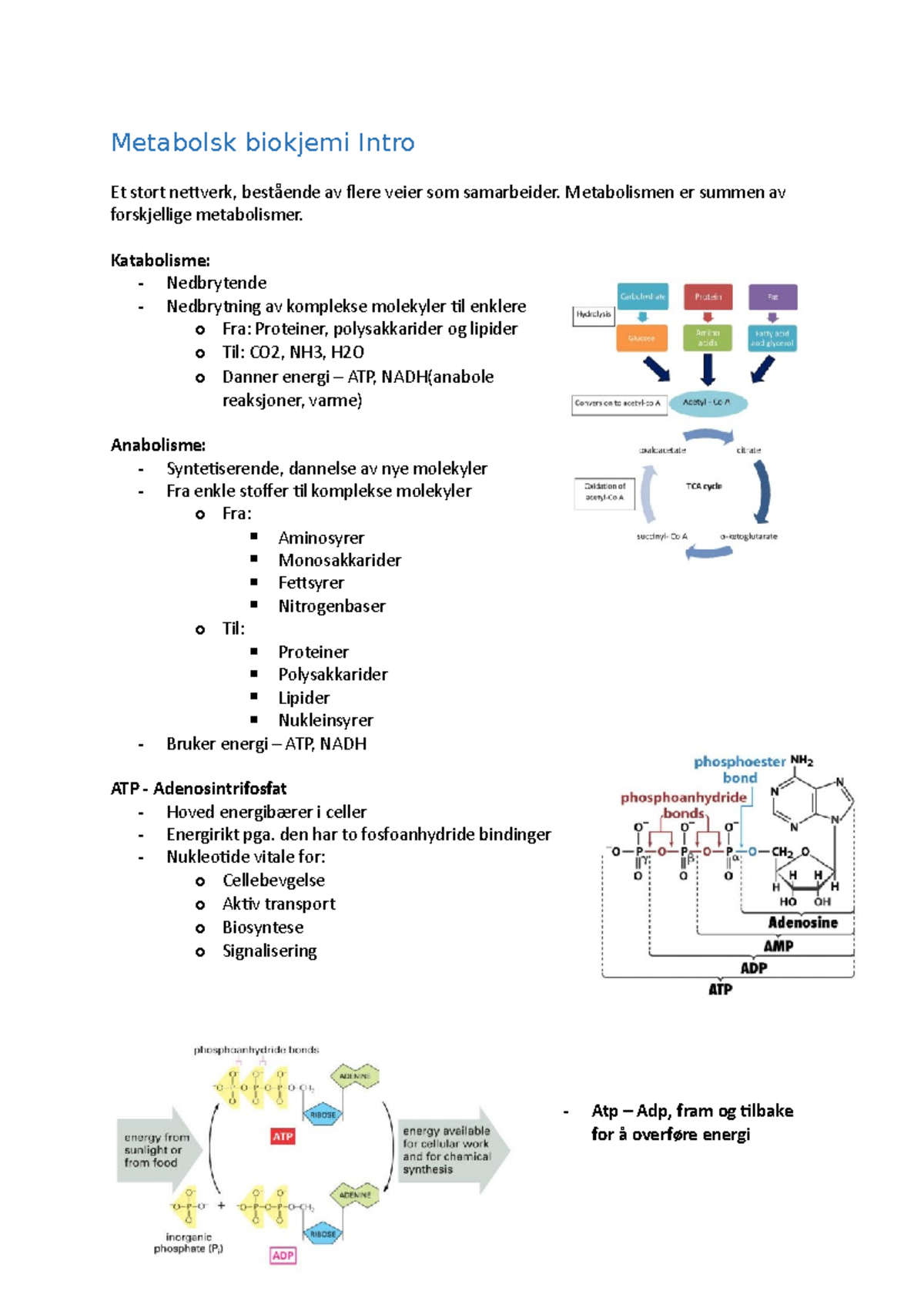 Metabolsk Biokjemi Intro - Metabolismen Er Summen Av Forskjellige ...