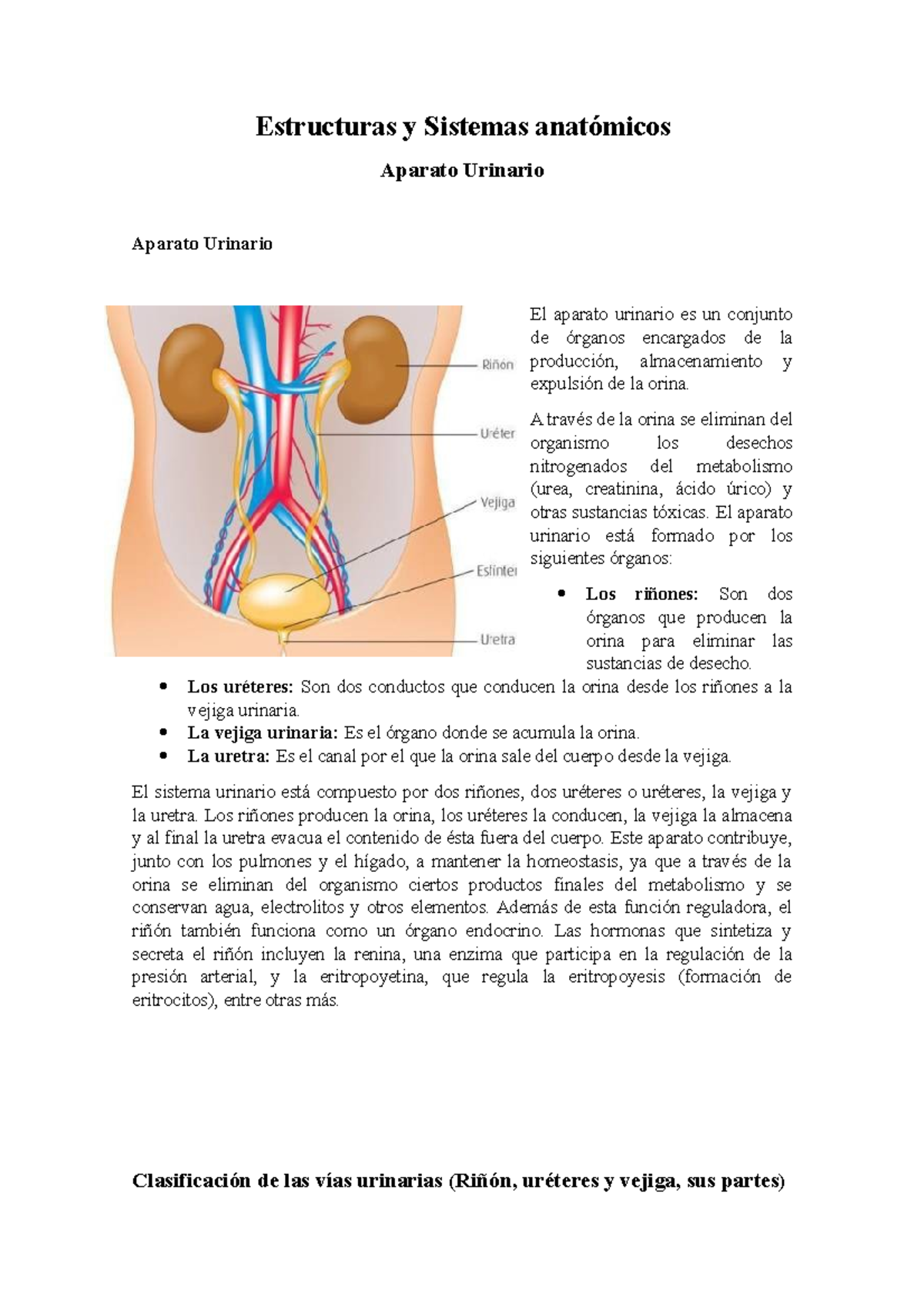 Aparato Urinario - Estructuras Y Sistemas Anatómicos Aparato Urinario ...