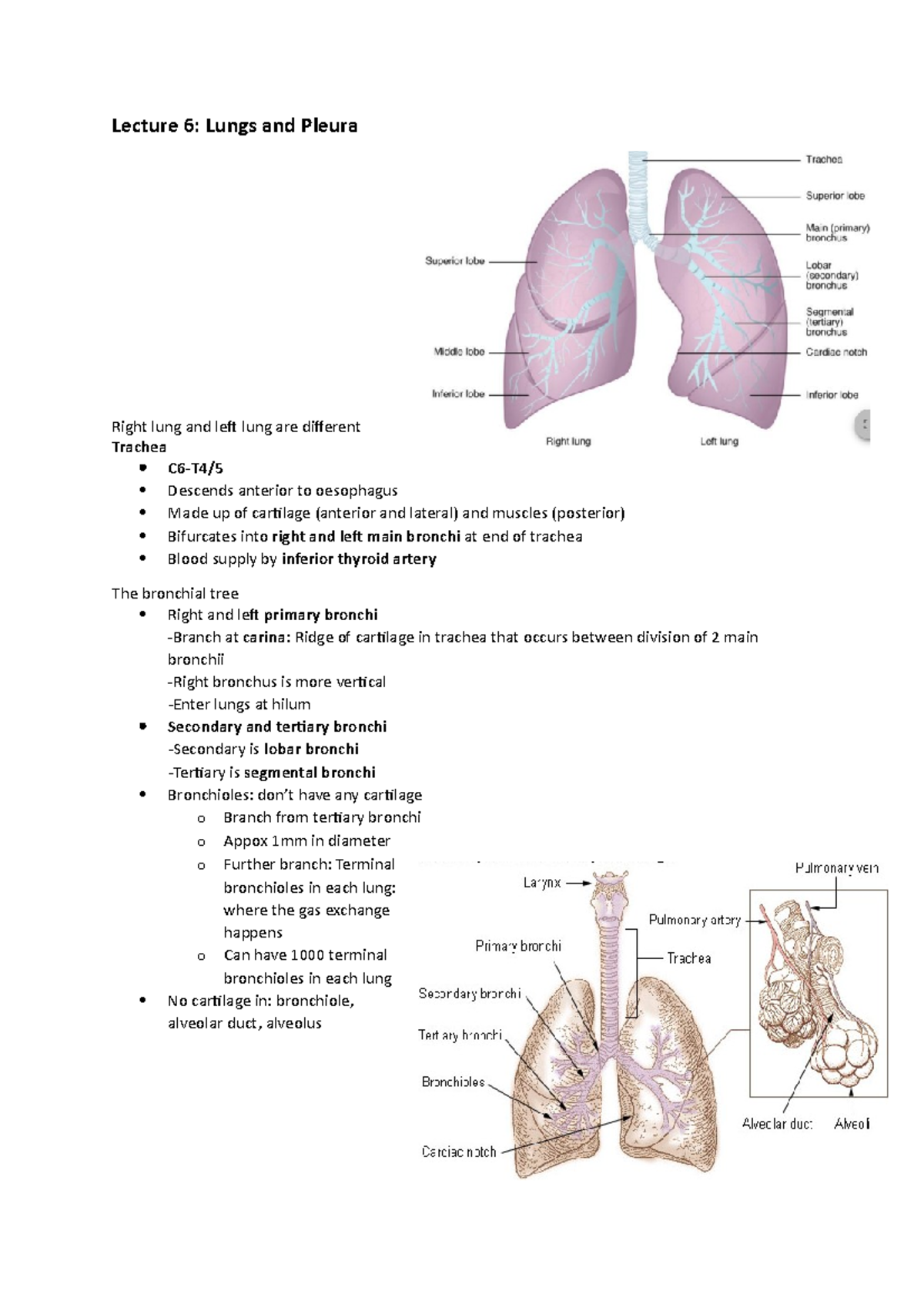 Lung anatomy - Lecture 6: Lungs and Pleura Right lung and left lung are ...