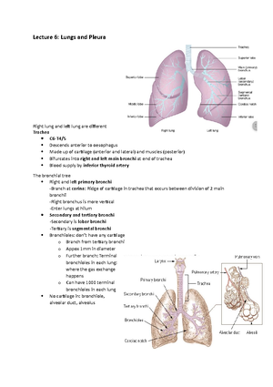 Lung Anatomy - Lecture 6: Lungs And Pleura Right Lung And Left Lung Are 