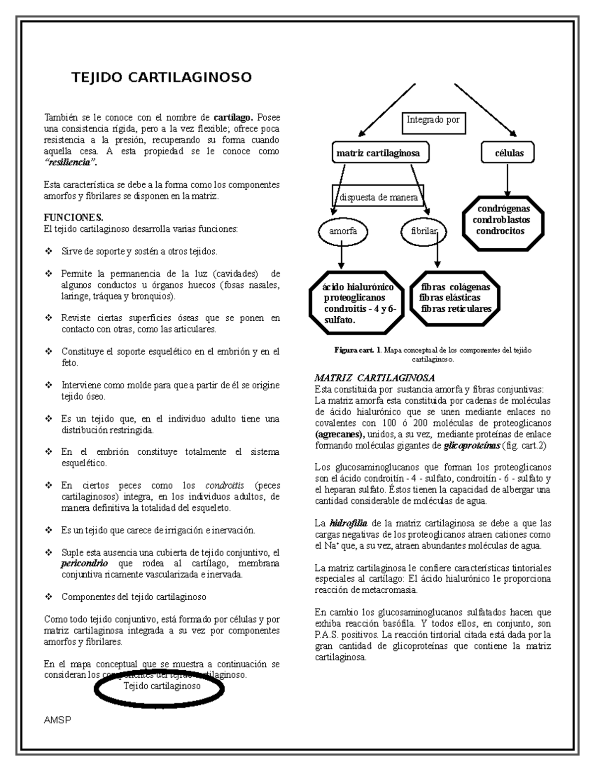 funcion del tejido cartilaginoso funcion del tejido cartilaginoso