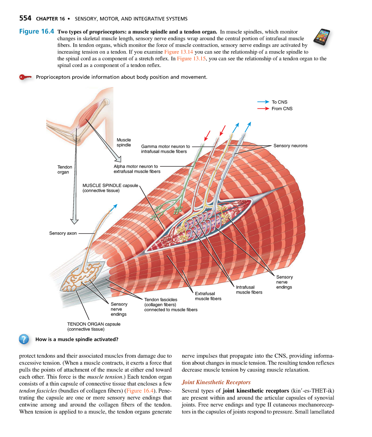 Anatomyand Physiology-196 - 554 CHAPTER 16 • SENSORY, MOTOR, AND ...