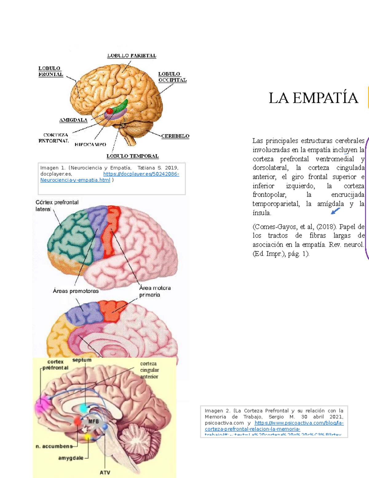 corteza cingulada anterior