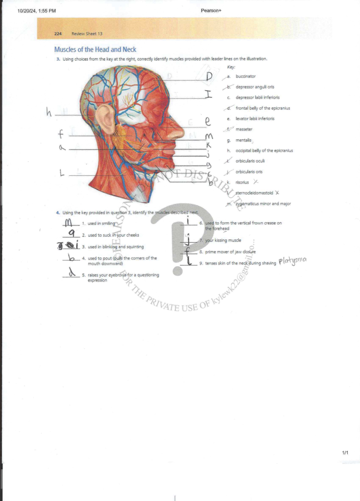 Skeletal muscle assignment - 1:55 PM 224 Review Sheet 13 Muscles of the ...