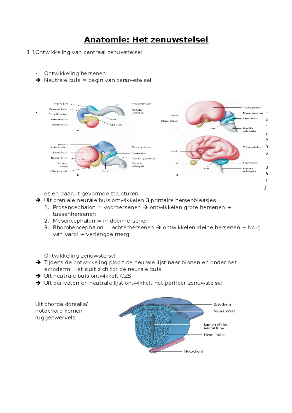 Zenuwstelsel - Anatomie: Het Zenuwstelsel 1 Van Centraal Zenuwstelsel ...