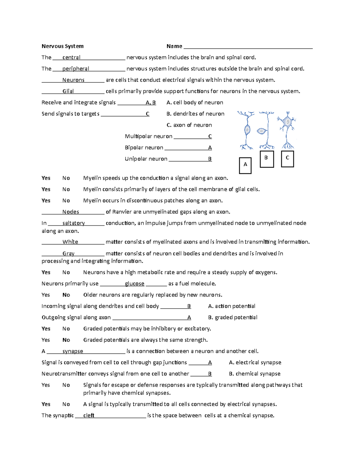 11A Nervous System Key - Nervous System Name The central nervous system ...