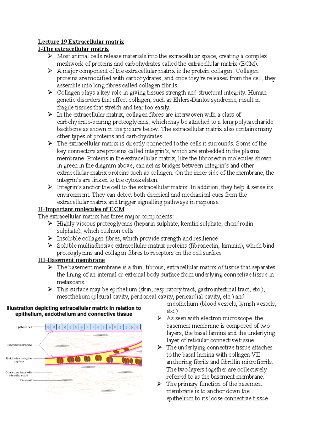 Lecture 10 - Extra Notes - Lecture 19 Extracellular matrix I-The ...