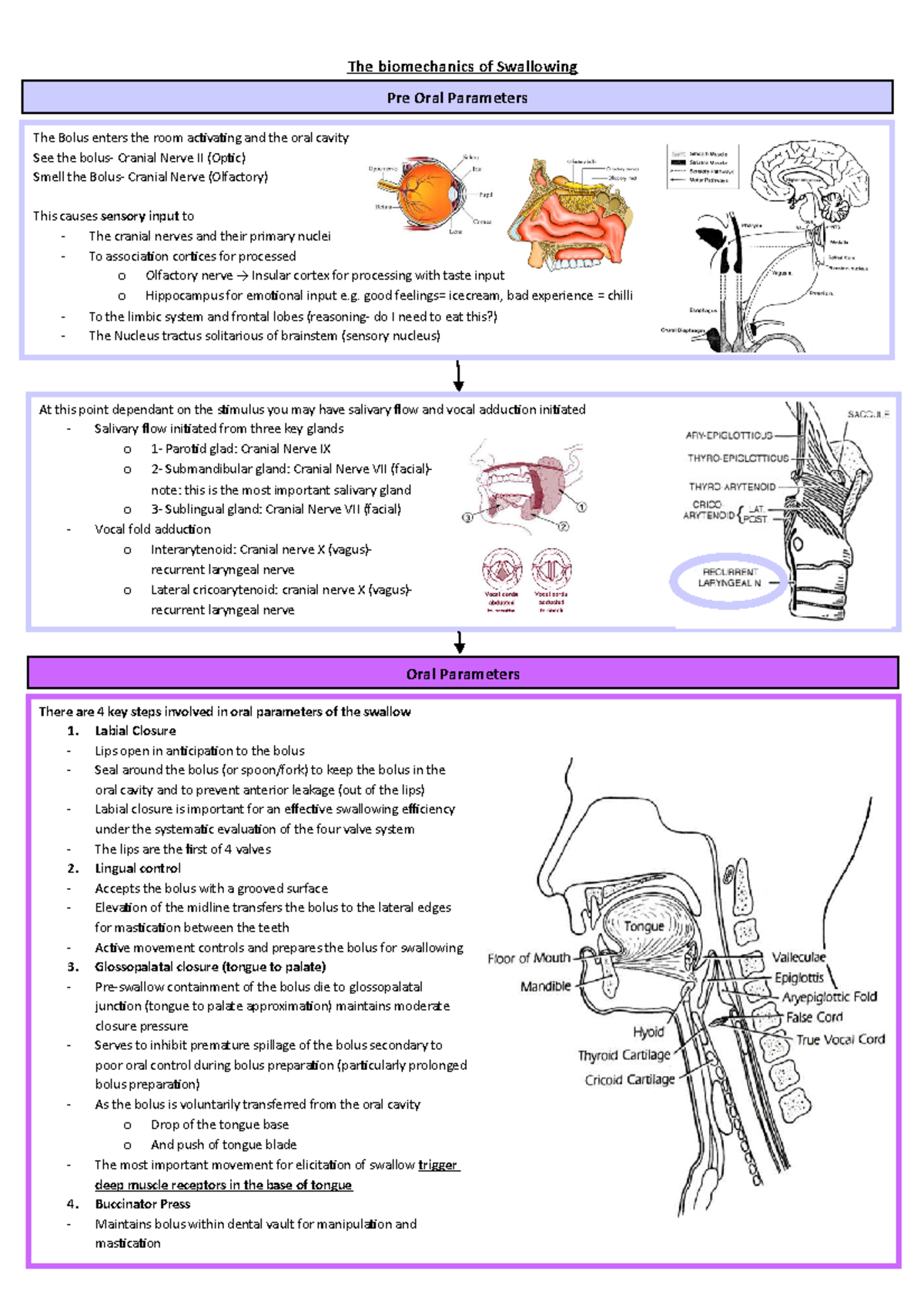 7.1 The biomechanics of Swallowing- Flow Chart 1-1 - There are 4 key ...