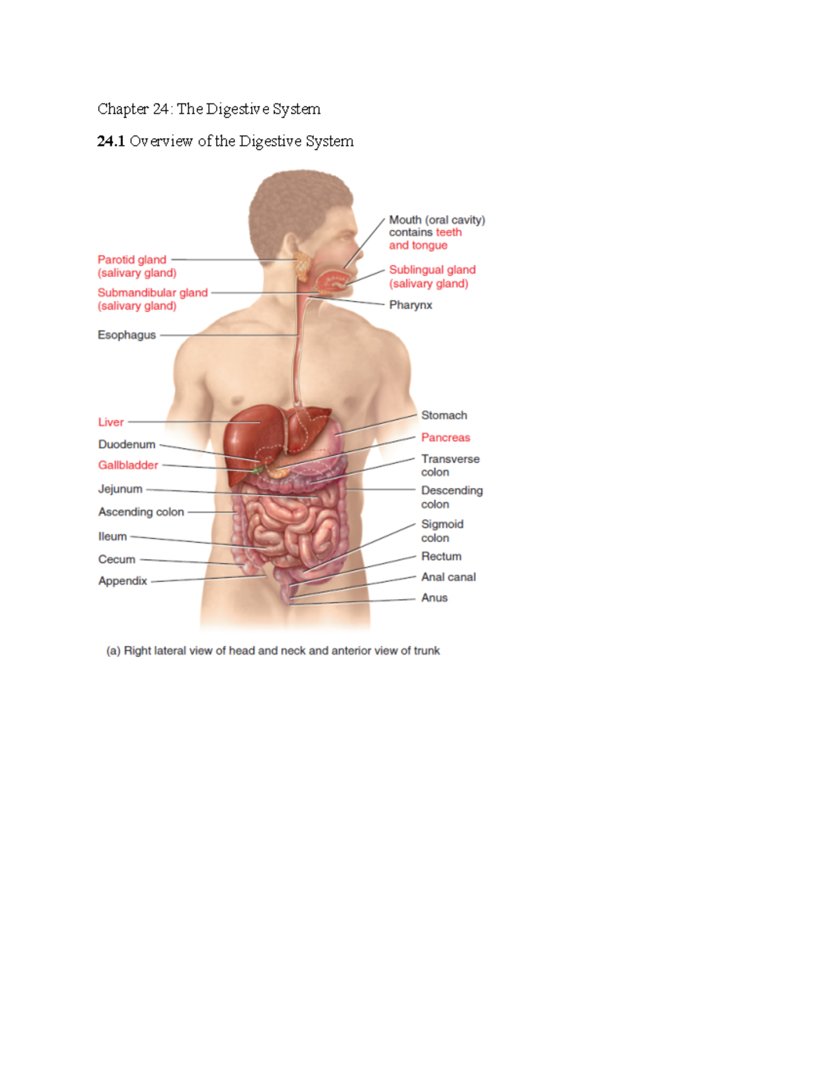 Chapter 24The Digestive System - Chapter 24: The Digestive System 24 ...