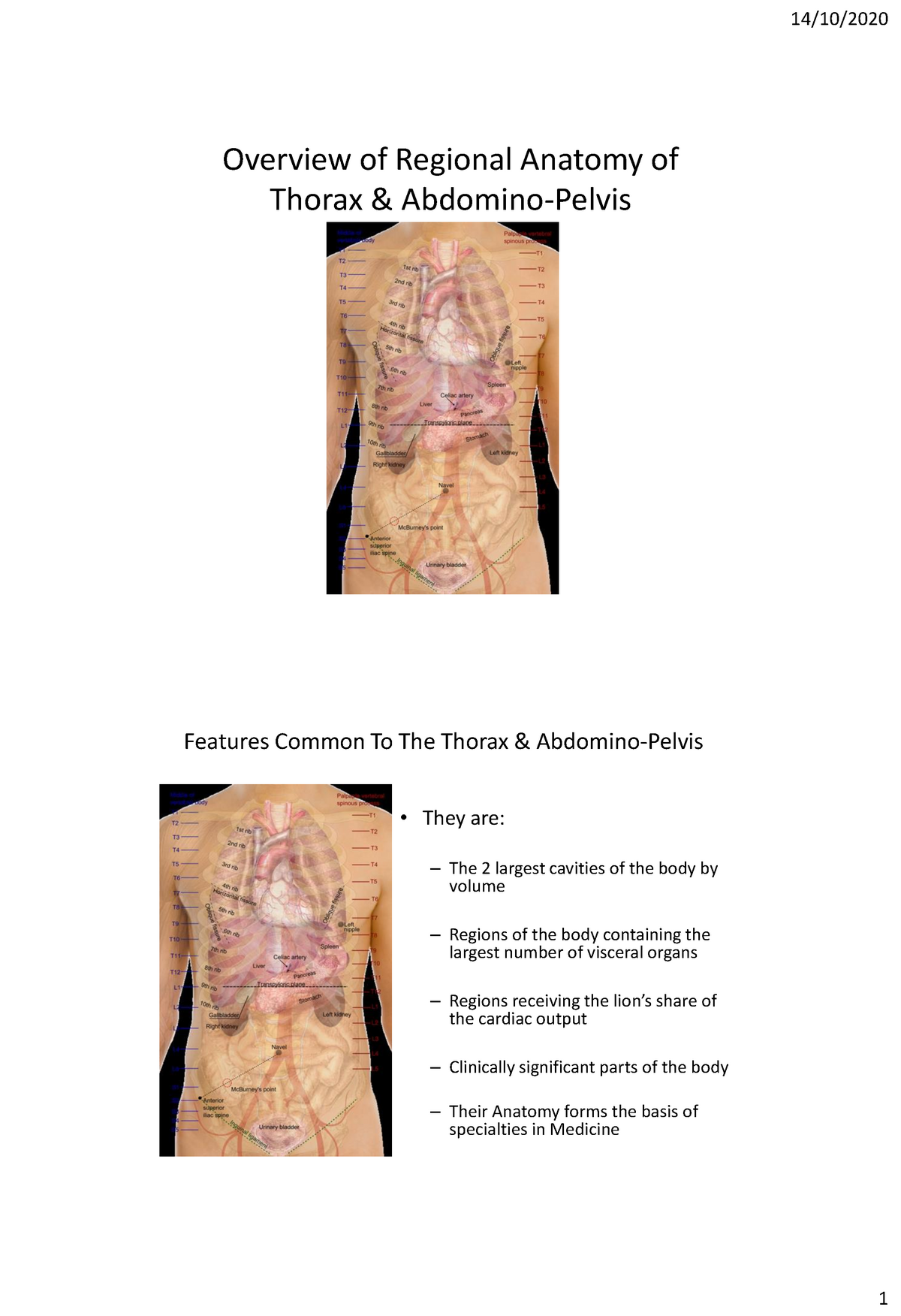 Overview Of The Thorax & Abdomino-Pelvis 2020 Final 2 Slides PP ...