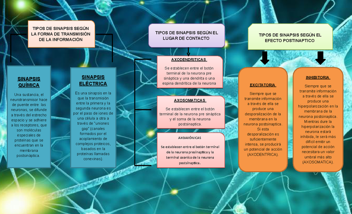 Cuadro Comparativo De Los Tipos De Sinapsis Excitatoria Siempre Que Se Transmite Información A 