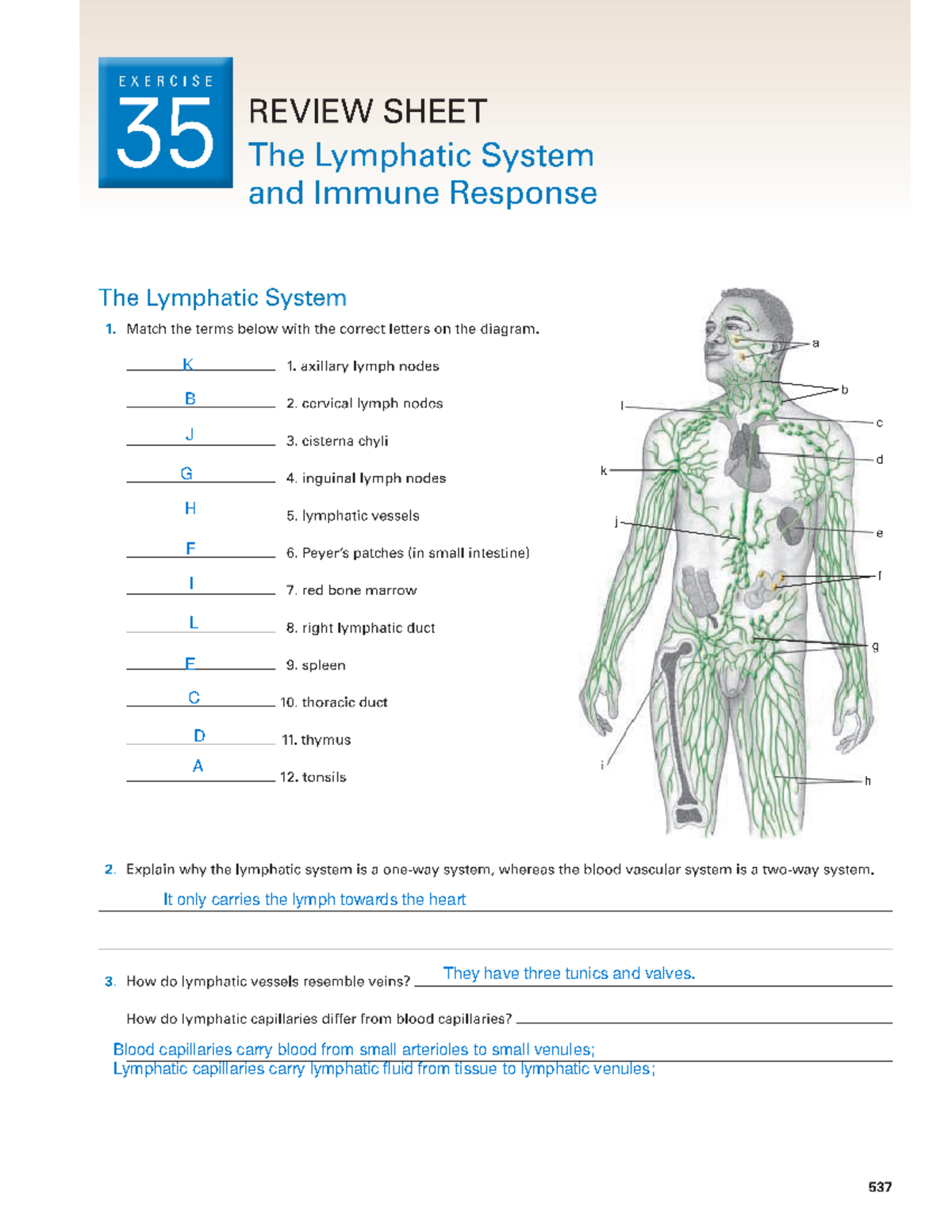 Exercise 35a The Lymphatic System And Immune Response Ex35 Lymphatic System BIO227 - BIO 227 - Studocu