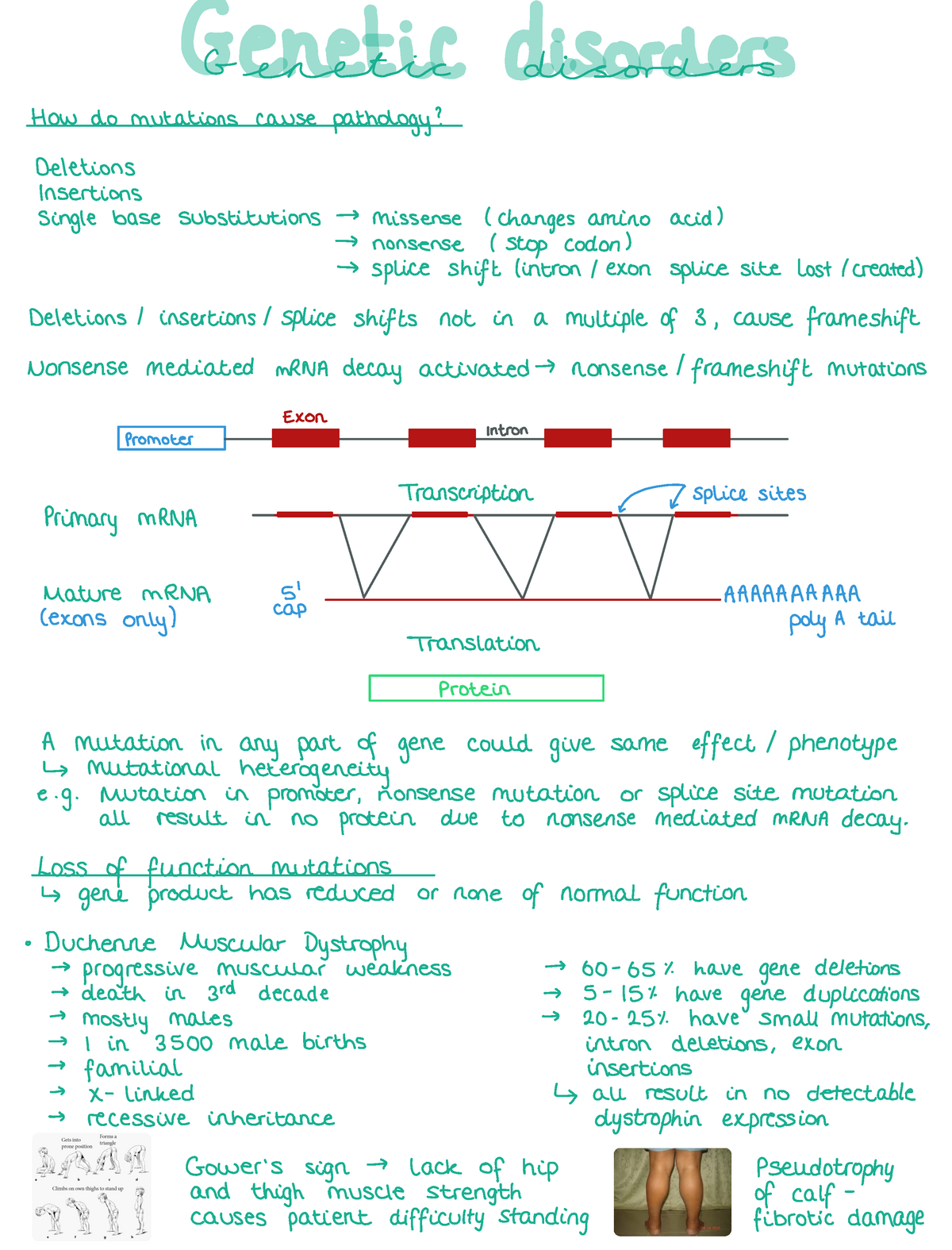 disorders notes disorders How do mutations cause