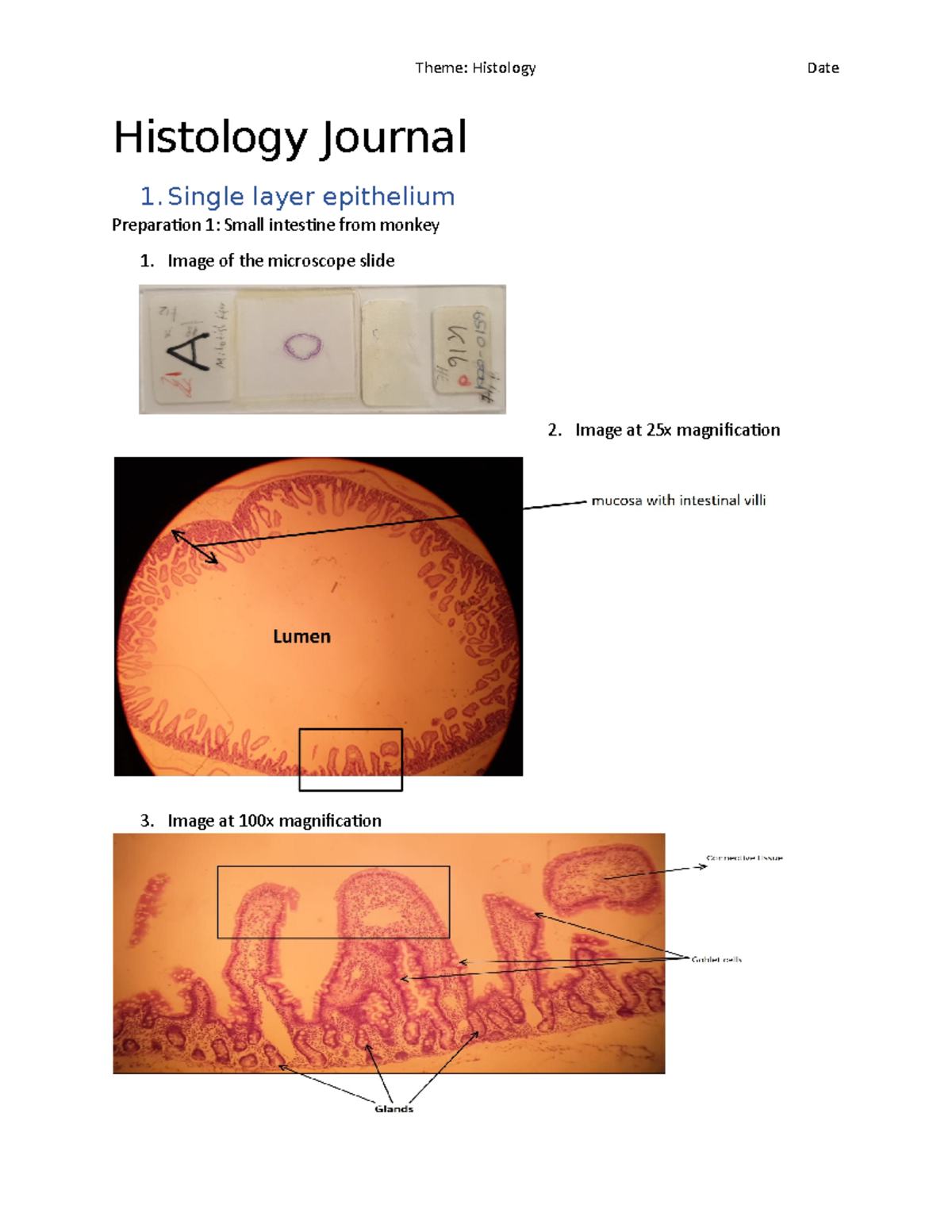Histology lab report Histology Journal 1 layer epithelium Preparation