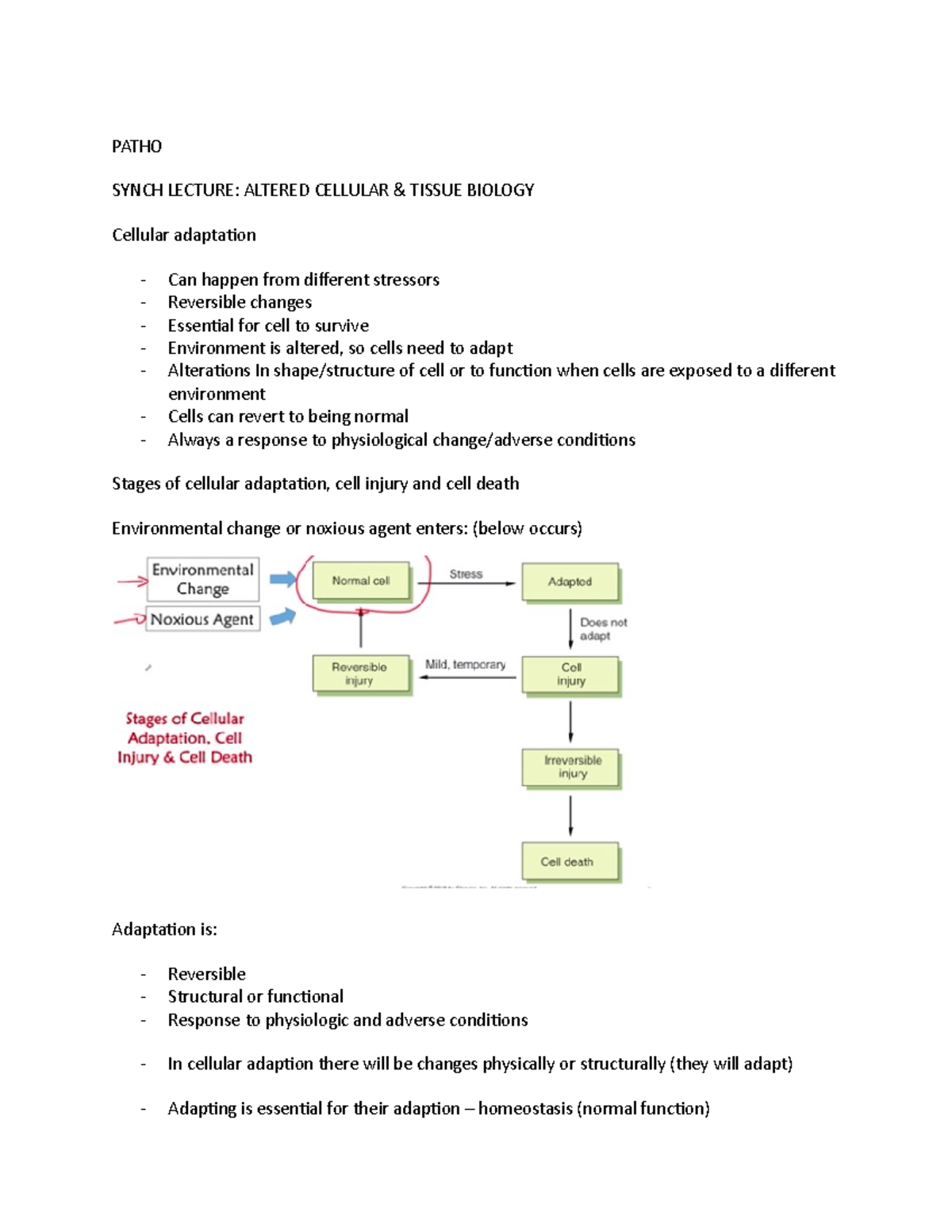 Pathophysiology 1 midterm notes from first week - PATHO SYNCH LECTURE ...