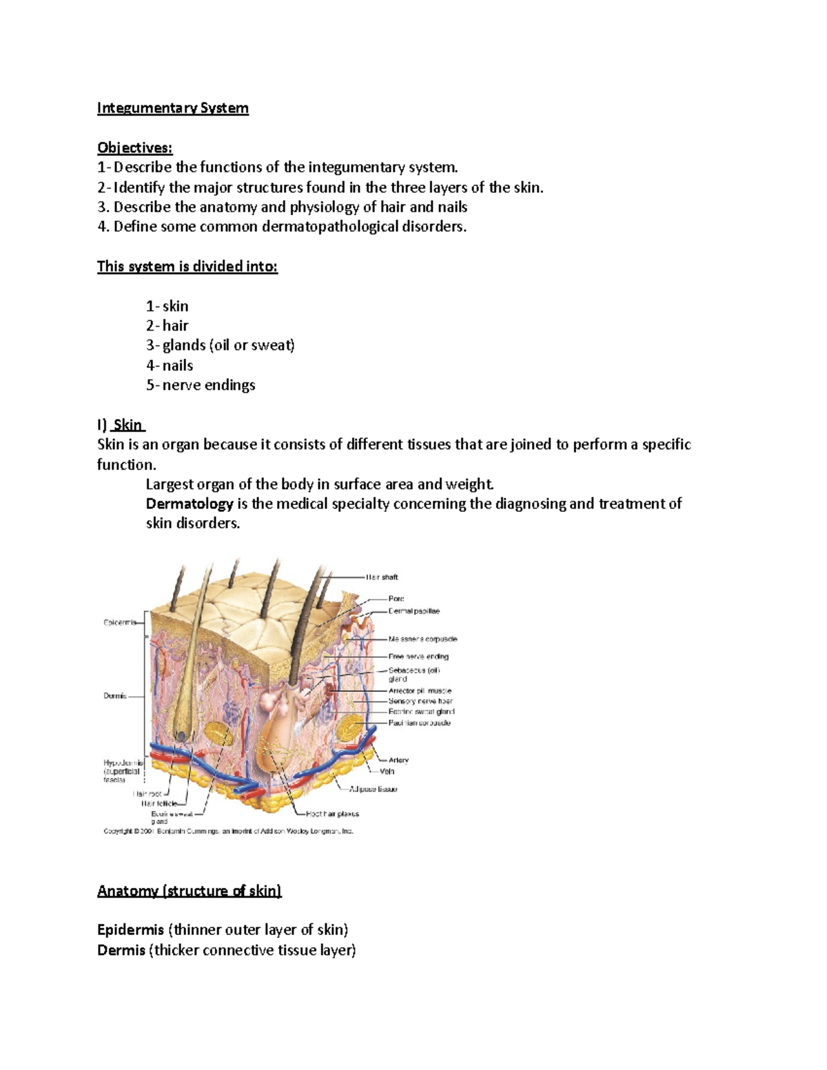 Integumentary System notes - Integumentary System Objectives: 1 ...