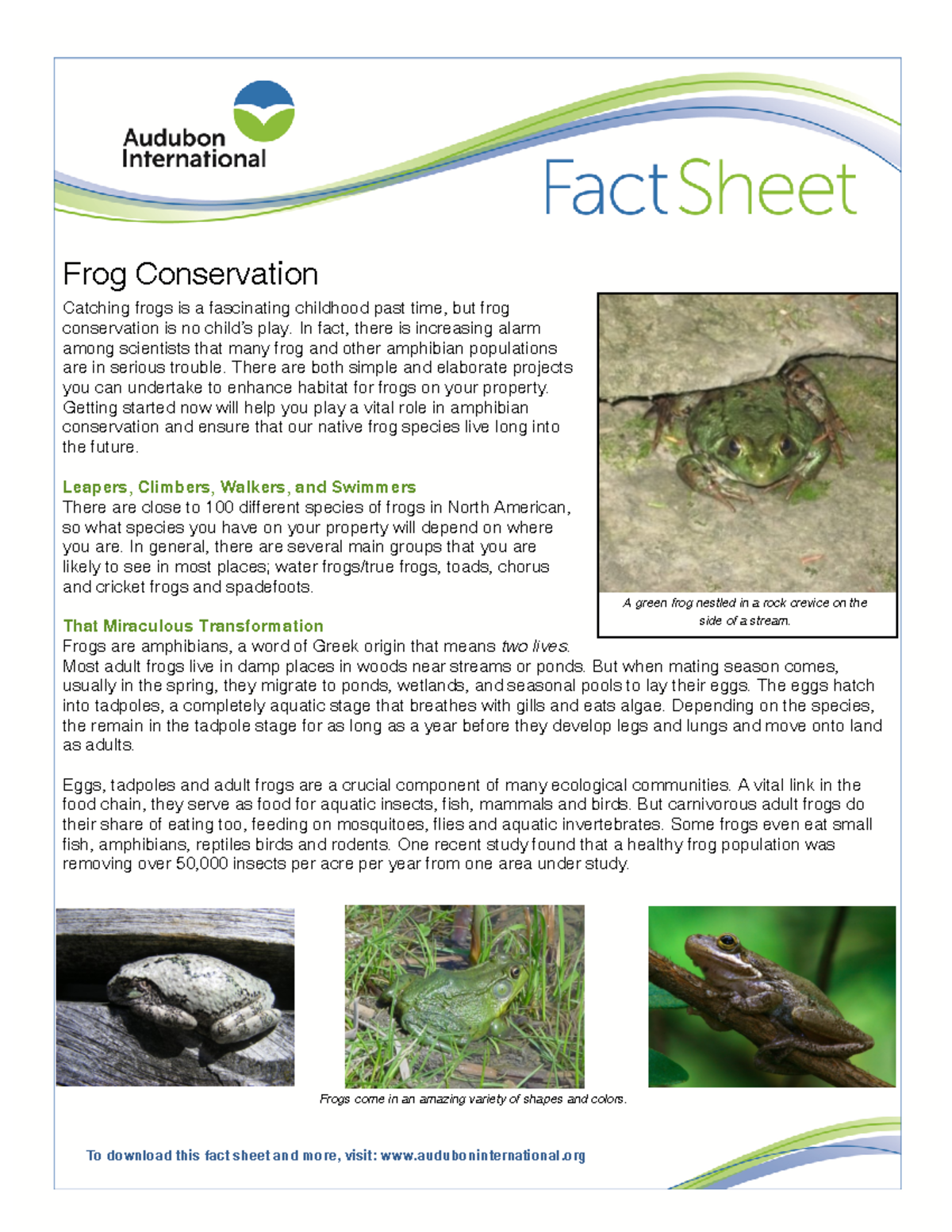 WHM-Fantastic-Frogs - Frog Conservation Catching frogs is a fascinating ...
