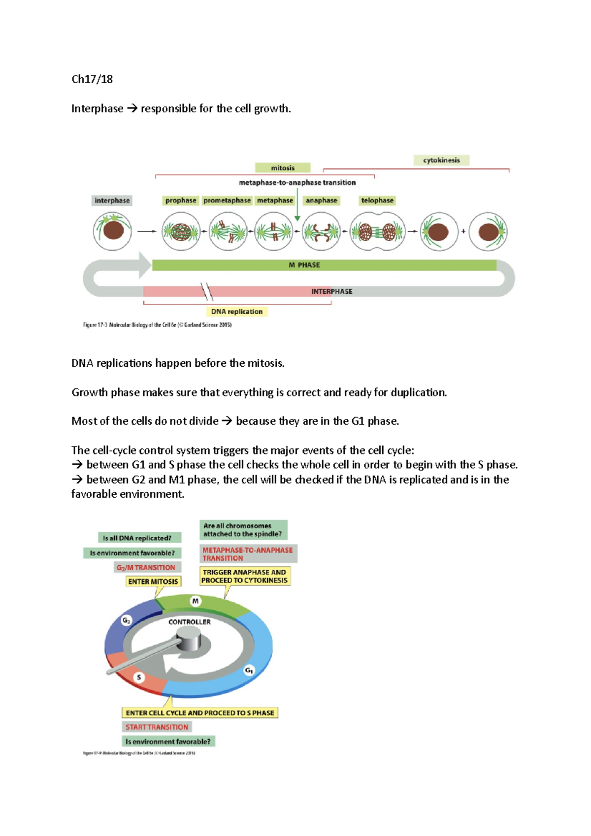 MBOC2: Chapter 17 - Ch17/ Interphase responsible for the cell growth ...