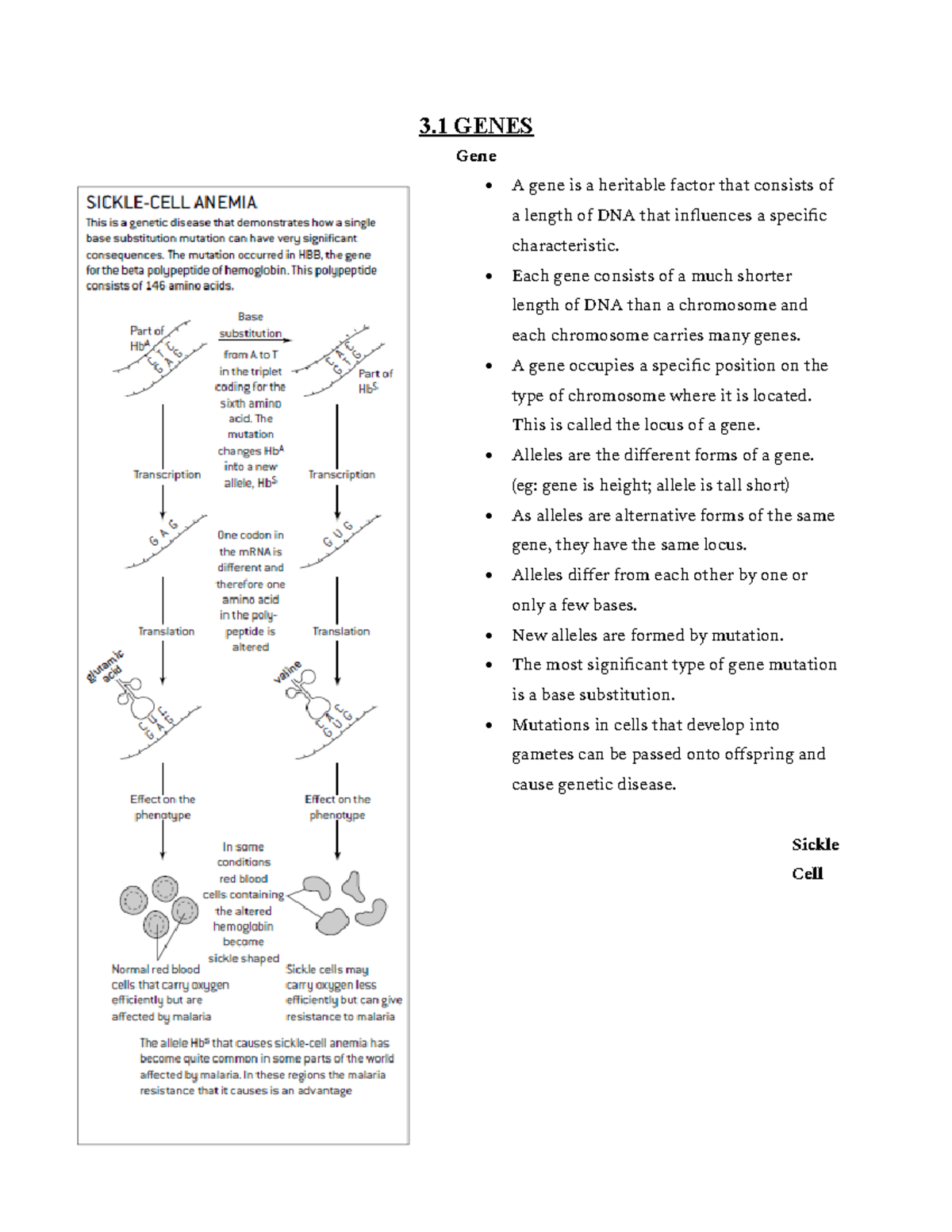 Chapter 3 - Genetics - IB Biology Online Course Book: 2014 Edition - 3 ...