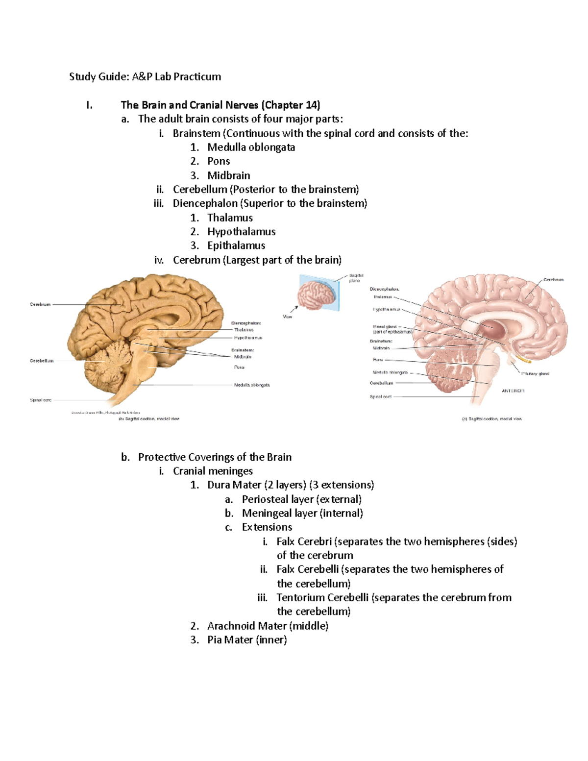 Study Guide/Review - Study Guide: A&P Lab Practicum I. The Brain and ...