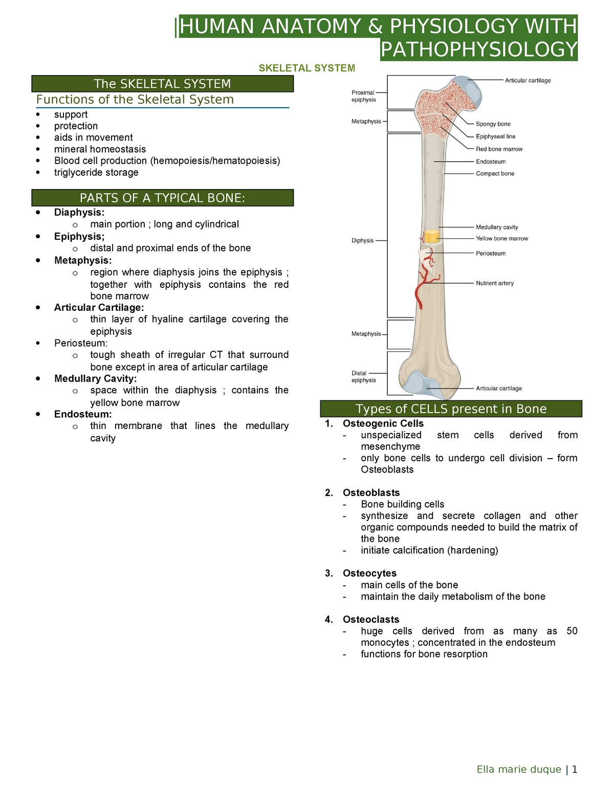 Anaphy Skeletal System - prelim |HUMAN ANATOMY & PHYSIOLOGY WITH ...