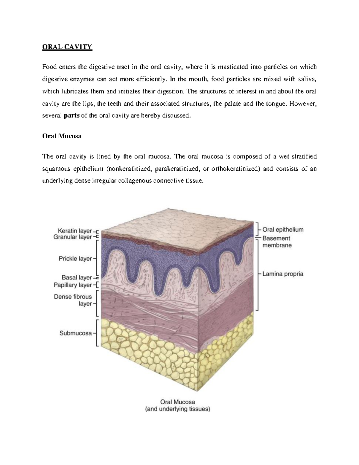 ORAL Cavity, ORAL Mucosa - ORAL CAVITY Food enters the digestive tract ...