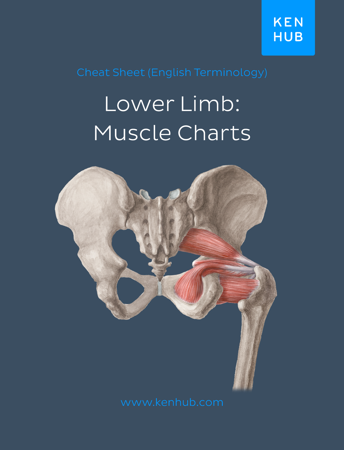 lower extremity picture guide - Lower Limb: Muscle Charts Cheat Sheet ...