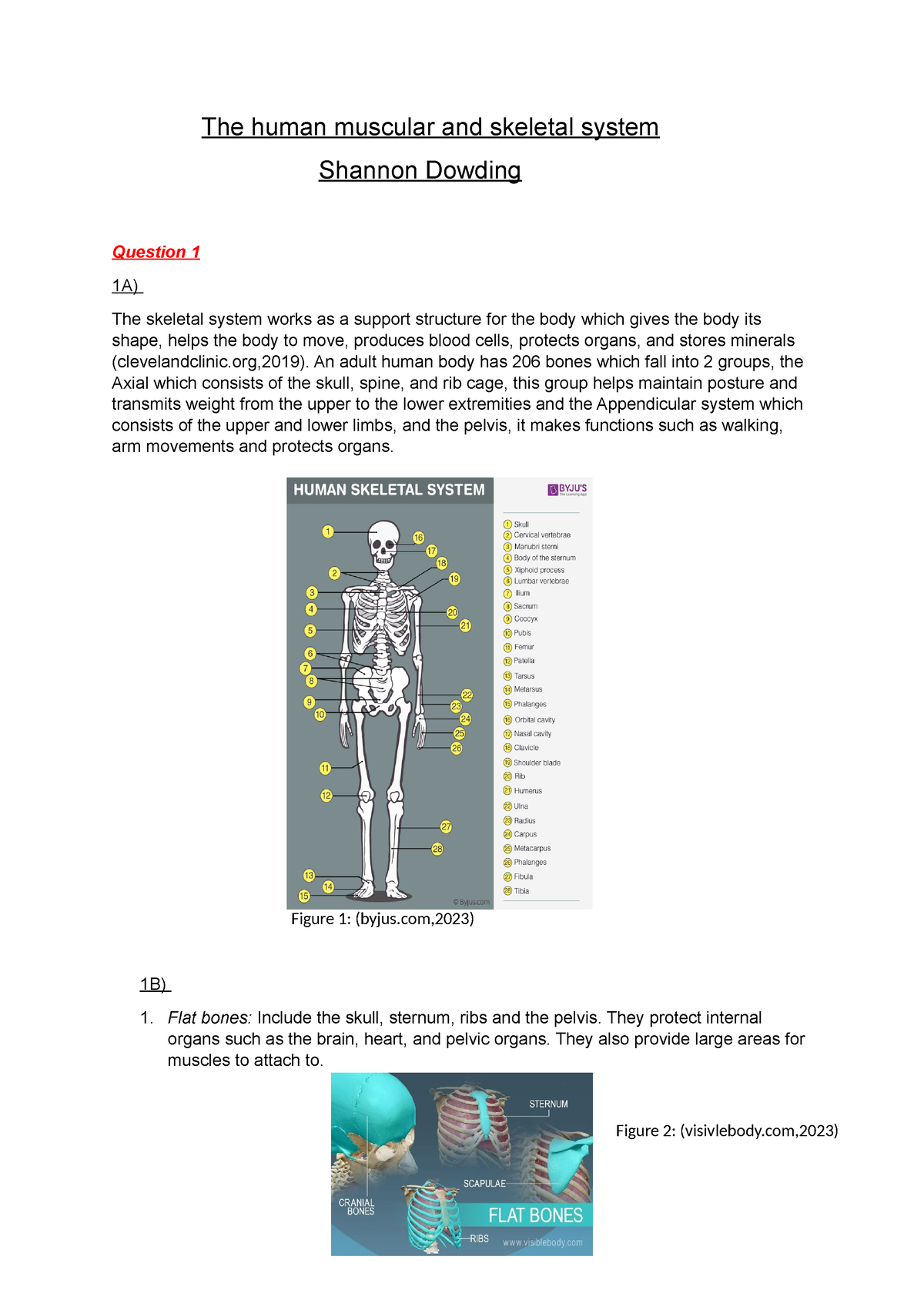 Muscles - Skeletal and muscular systems - 3rd level Science Revision - BBC  Bitesize
