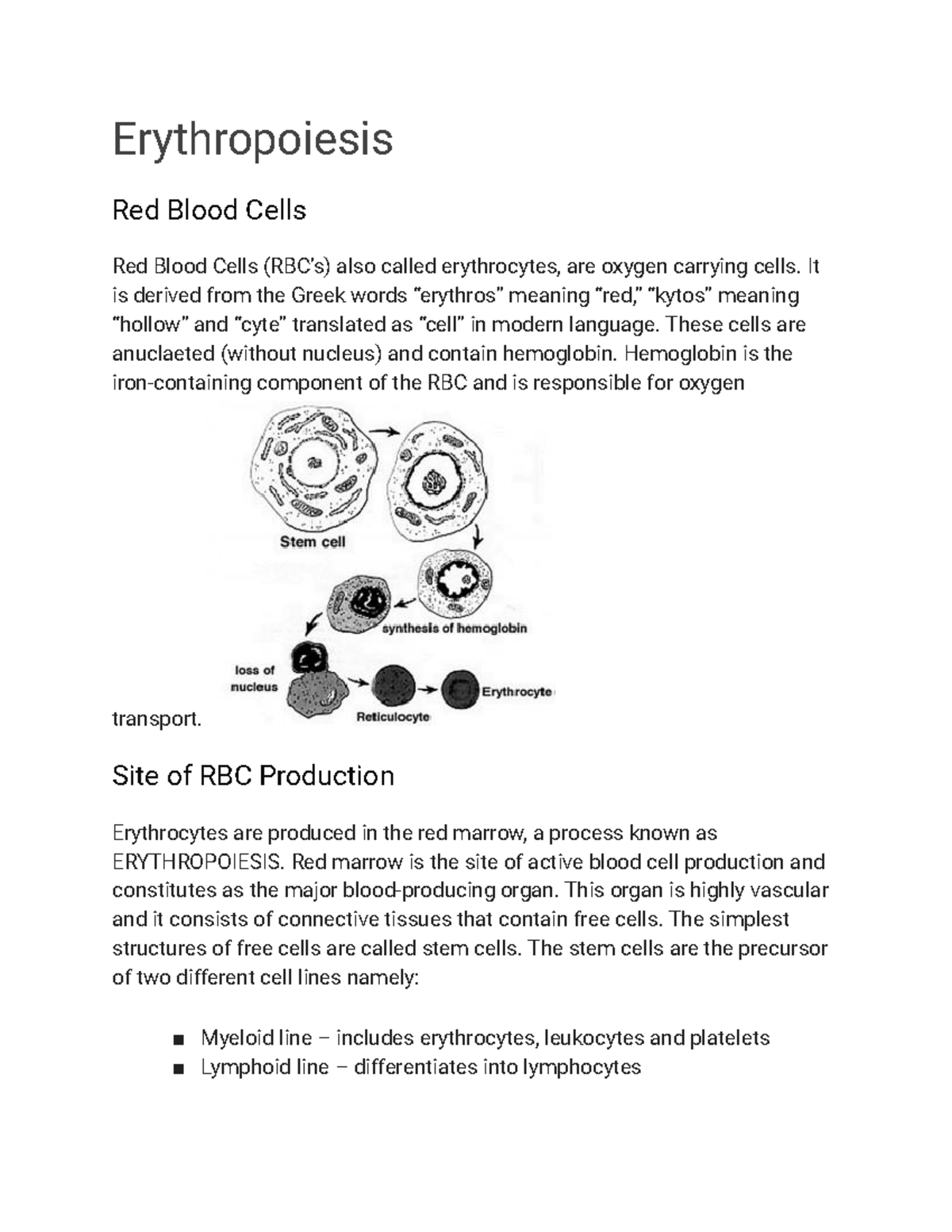 Red Blood Cells - carmine - Erythropoiesis Red Blood Cells Red Blood ...