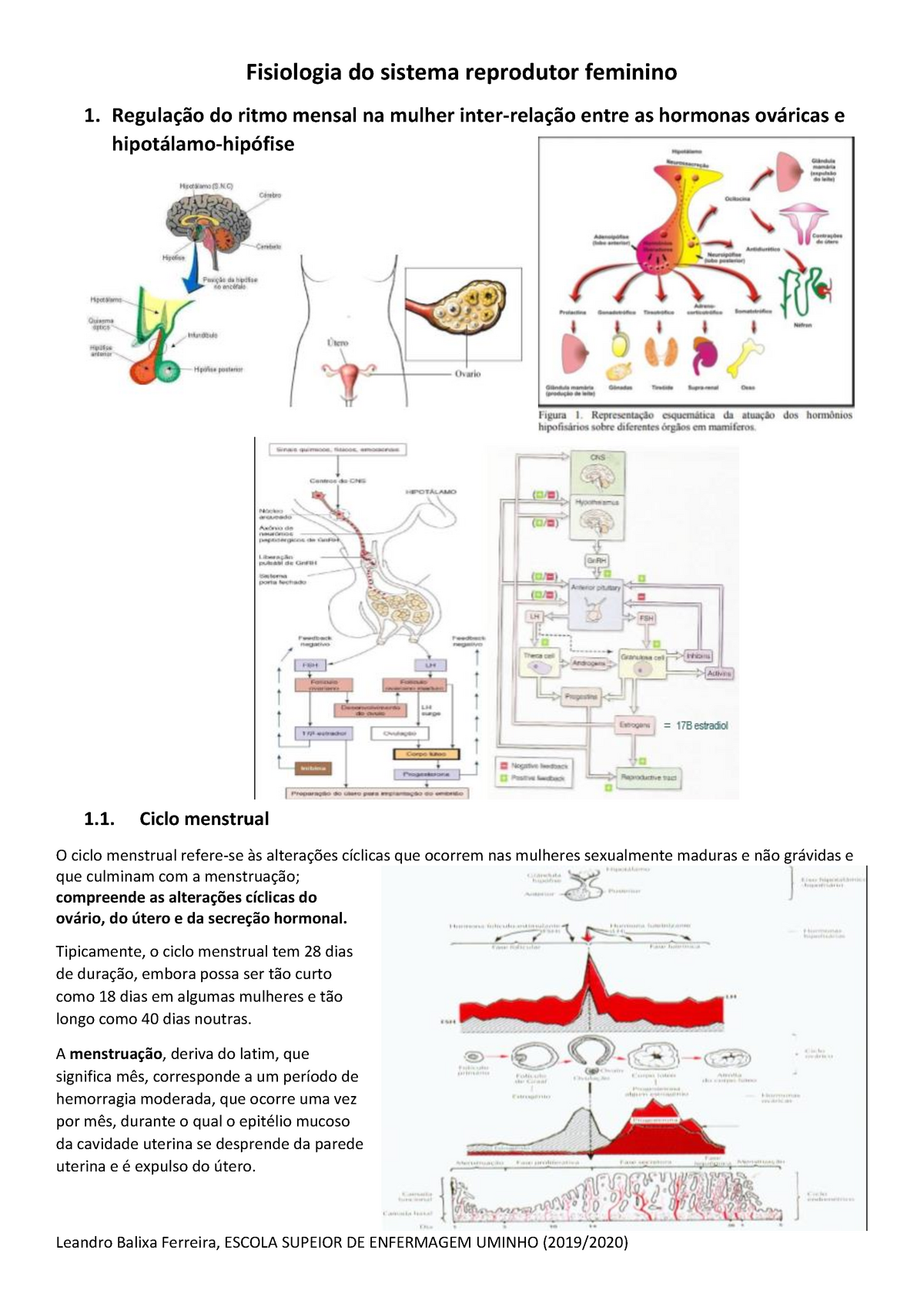 Fisiologia Do Sistema Reprodutor Feminino - Regulação Do Ritmo Mensal ...