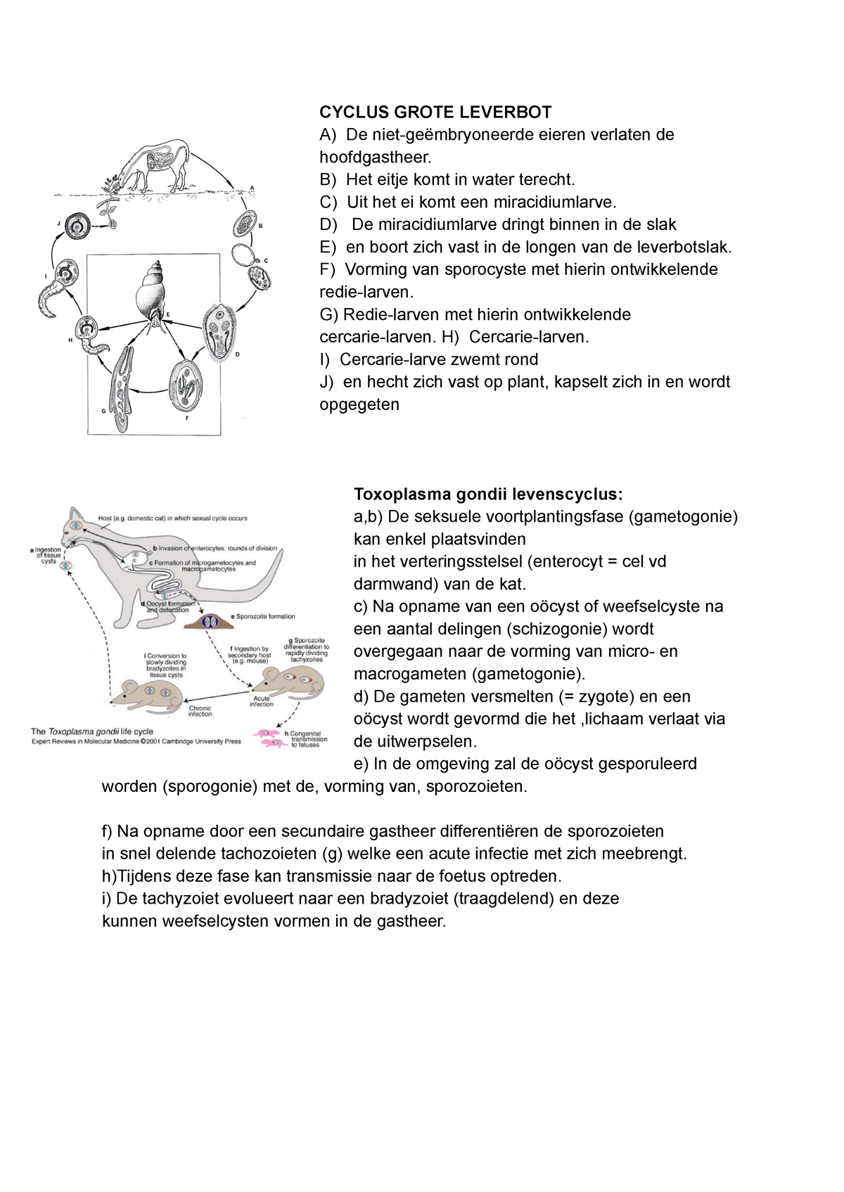 Belangrijkste Cyclussen Dierkunde - CYCLUS GROTE LEVERBOT A) De Niet ...