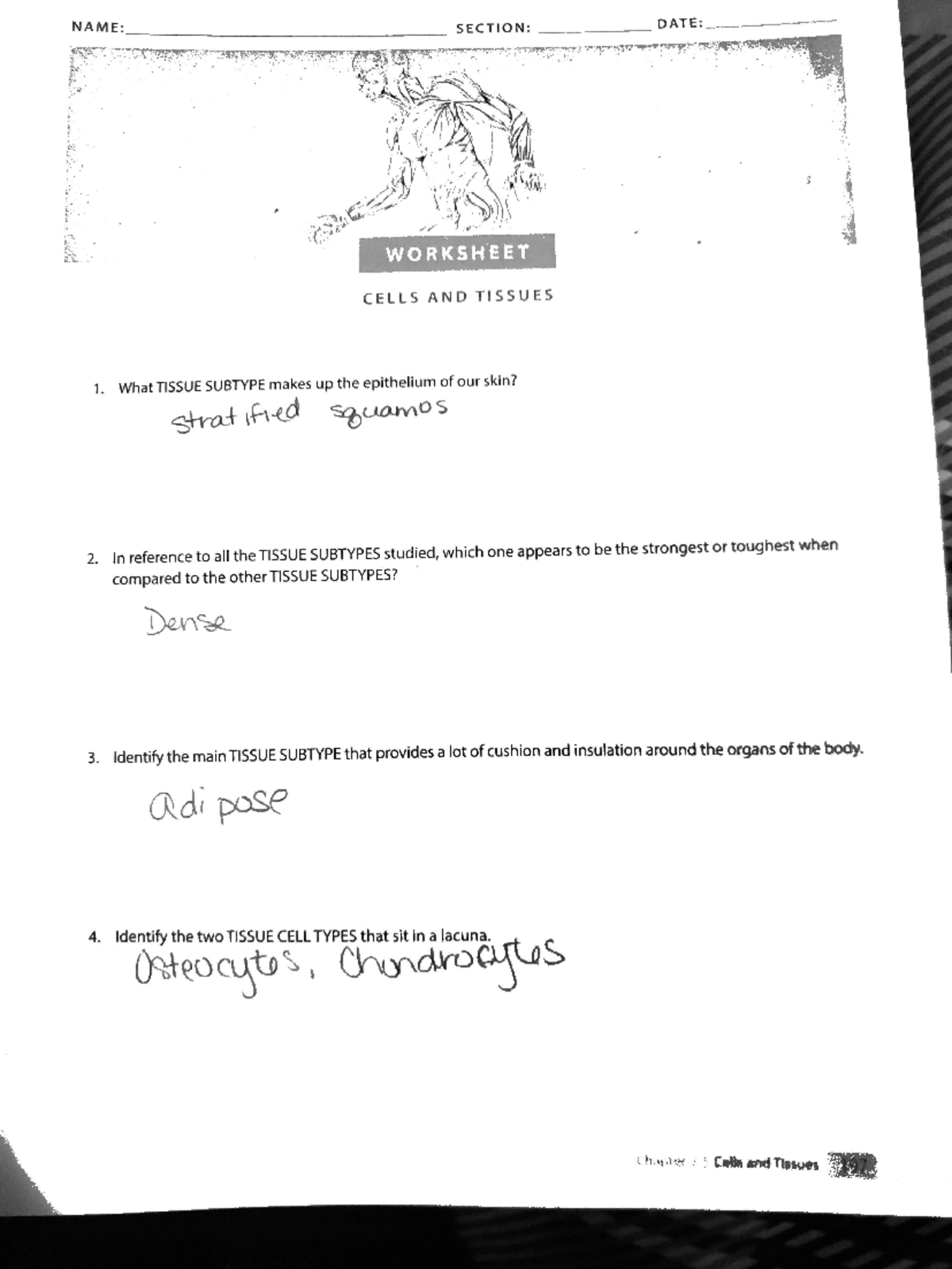 Cell and tissue homework - NAME: SECTION: DATE: WORKSHEET CELLS AND ...