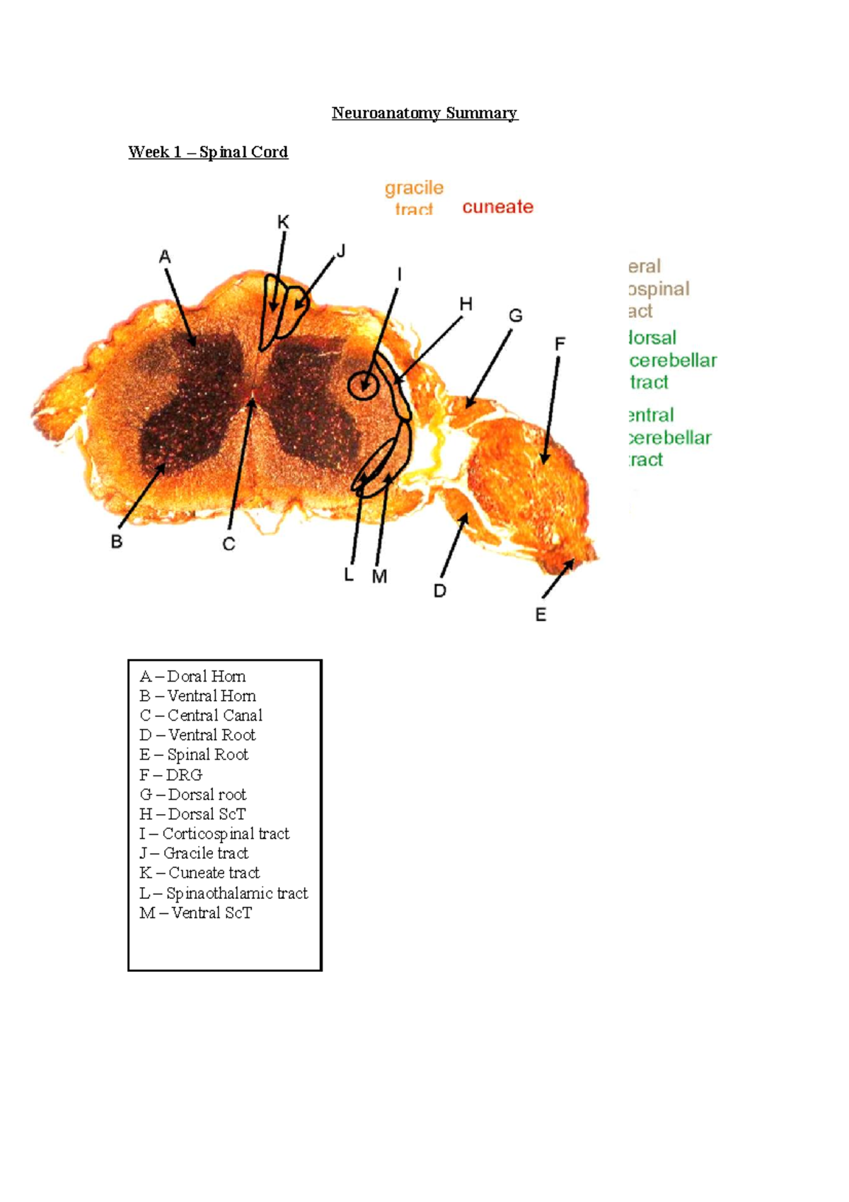 Neuroanatomy Summary Lecture notes Neuroanatomy Summary Week 1