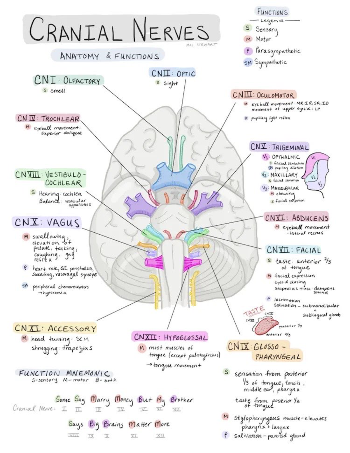 Cranial nerves - CLAB 450 - Studocu