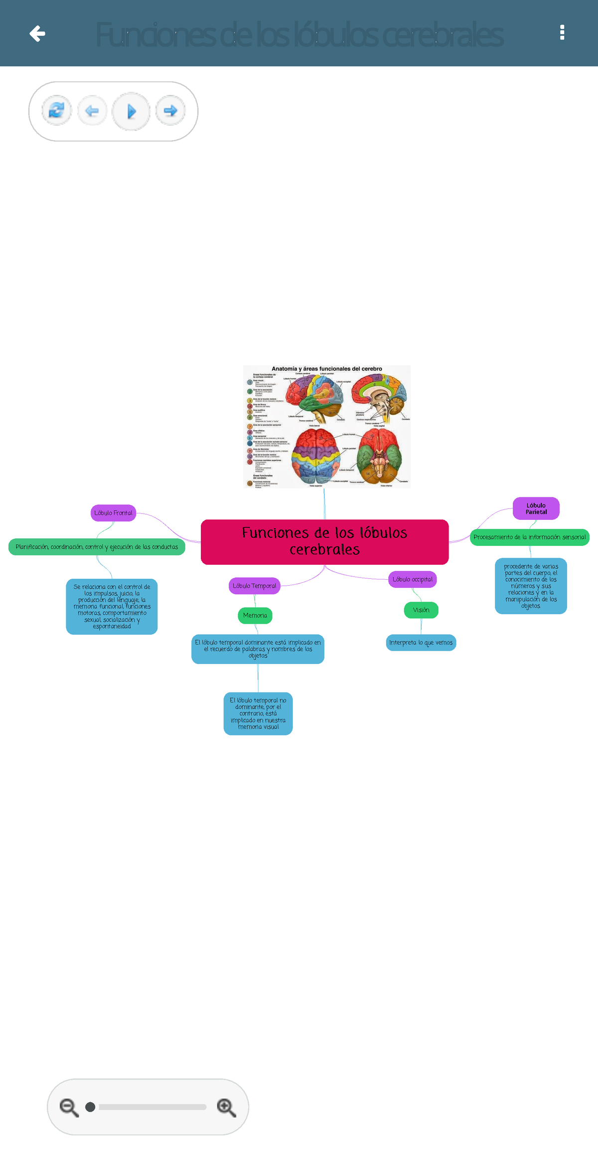 Funciones De Los L Bulos Cerebrales Mind Map Neuroanatomia Utesa The