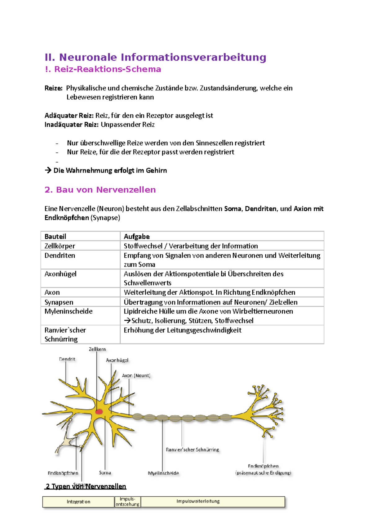 Neuronale Informationsverarbeitung Und Grundlagen Der Wahrnehmung Zusammenfassung Biologie - II. Neuronale Informationsverarbeitung