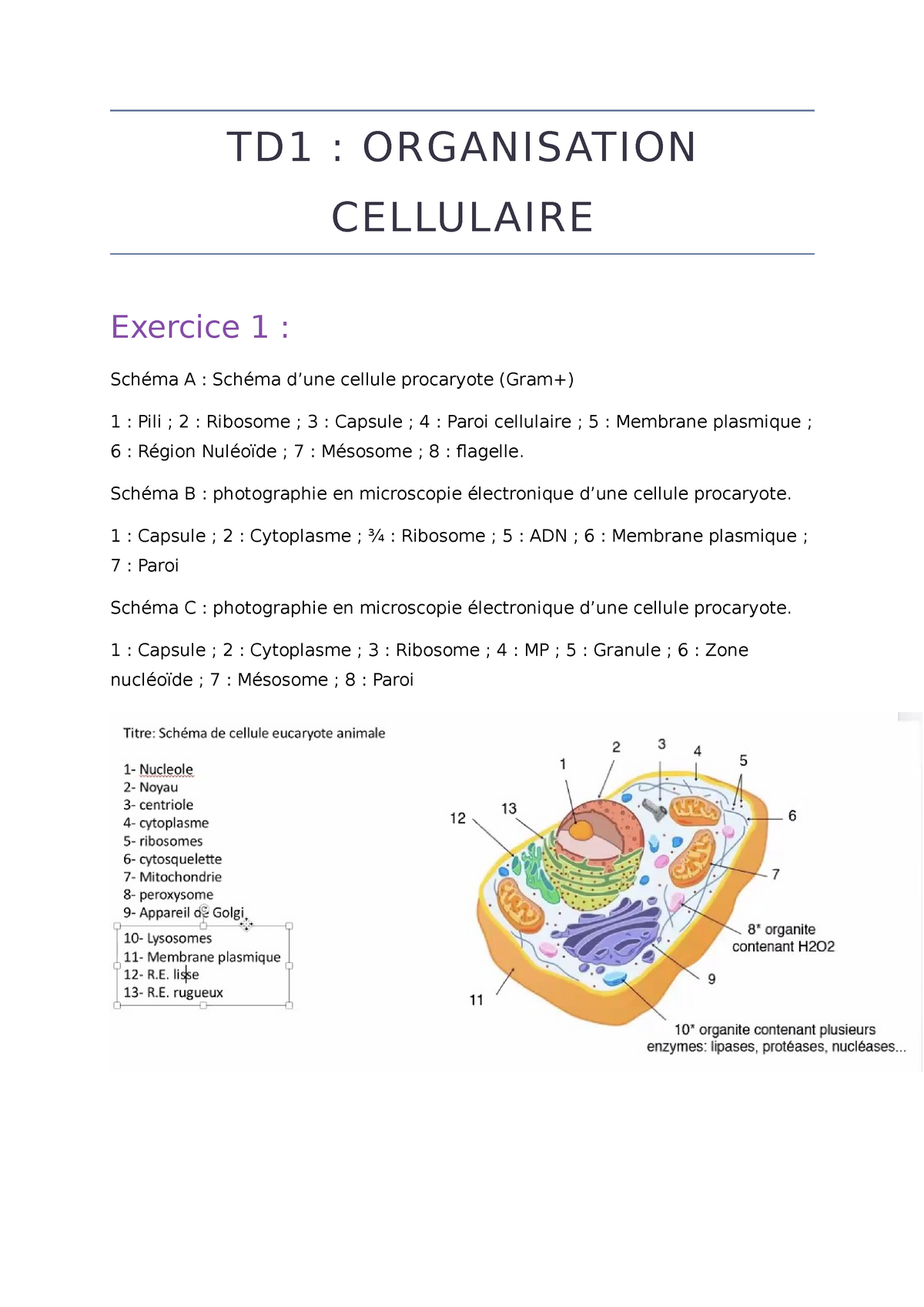 TD1 Biologie Cellulaire - TD1 : ORGANISATION CELLULAIRE Exercice 1 ...