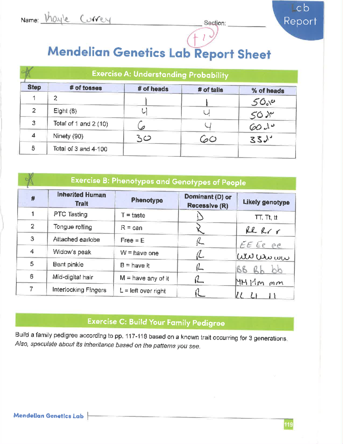 BSC2010 C Mendelian lab - BSC 2010C - Studocu