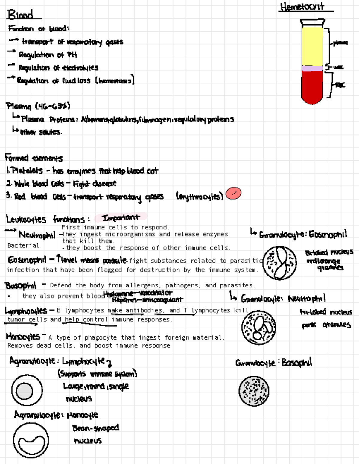 Blood Notes - First immune cells to respond. They ingest microorganisms ...