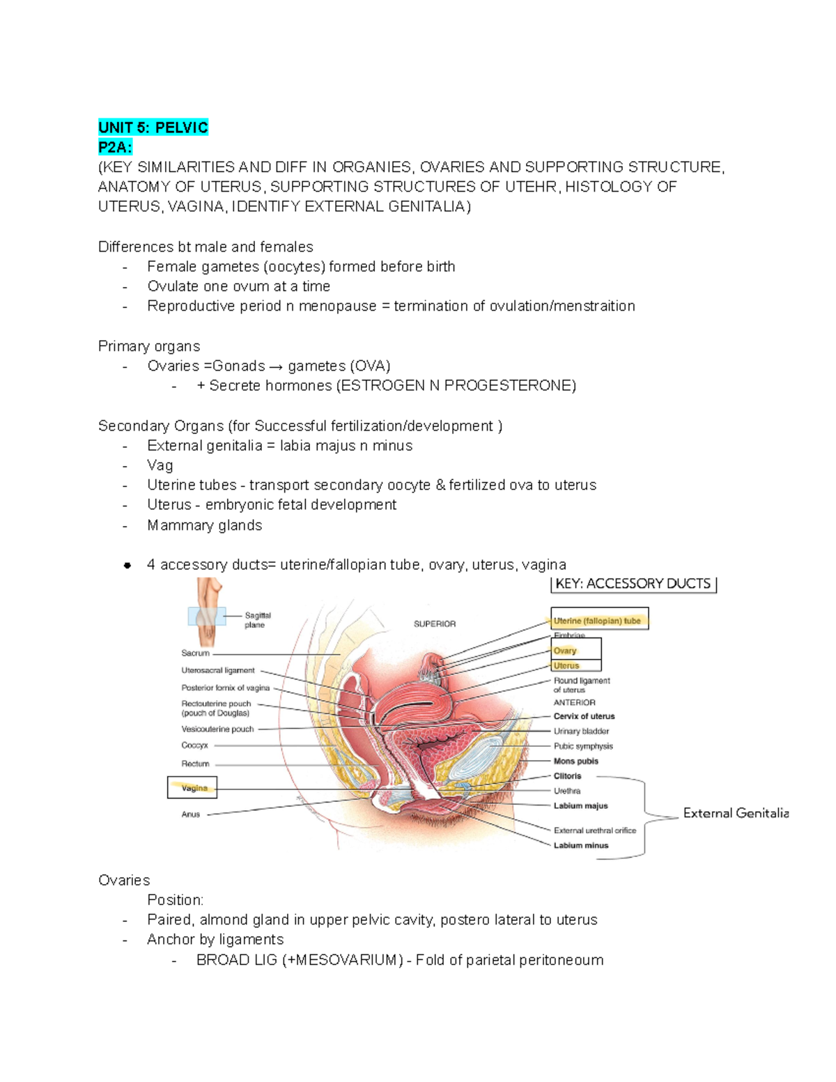 Unit 5B- Pelvic (Female Reproductive System) - UNIT 5: PELVIC P2A: (KEY ...