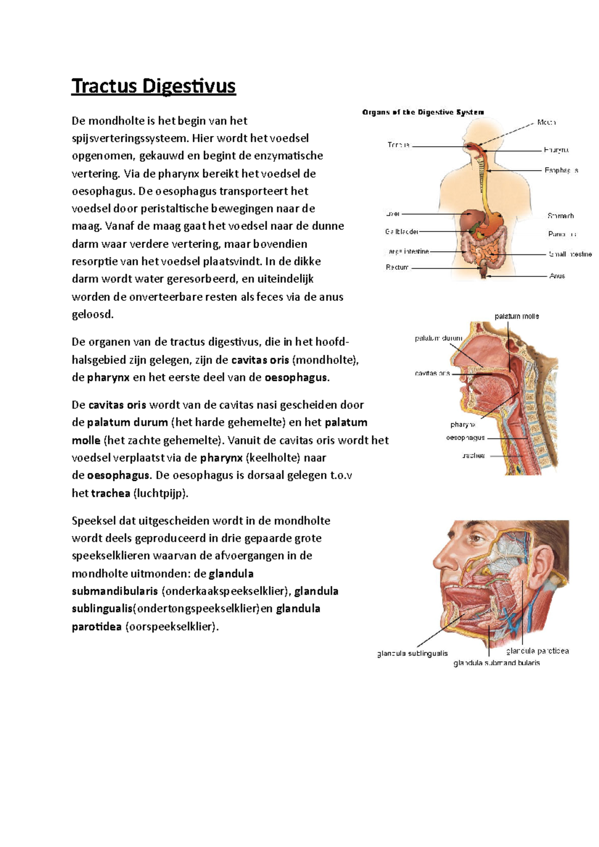 Samenvatting - De E-learning Anatomie - Tractus Digestivus De Mondholte ...