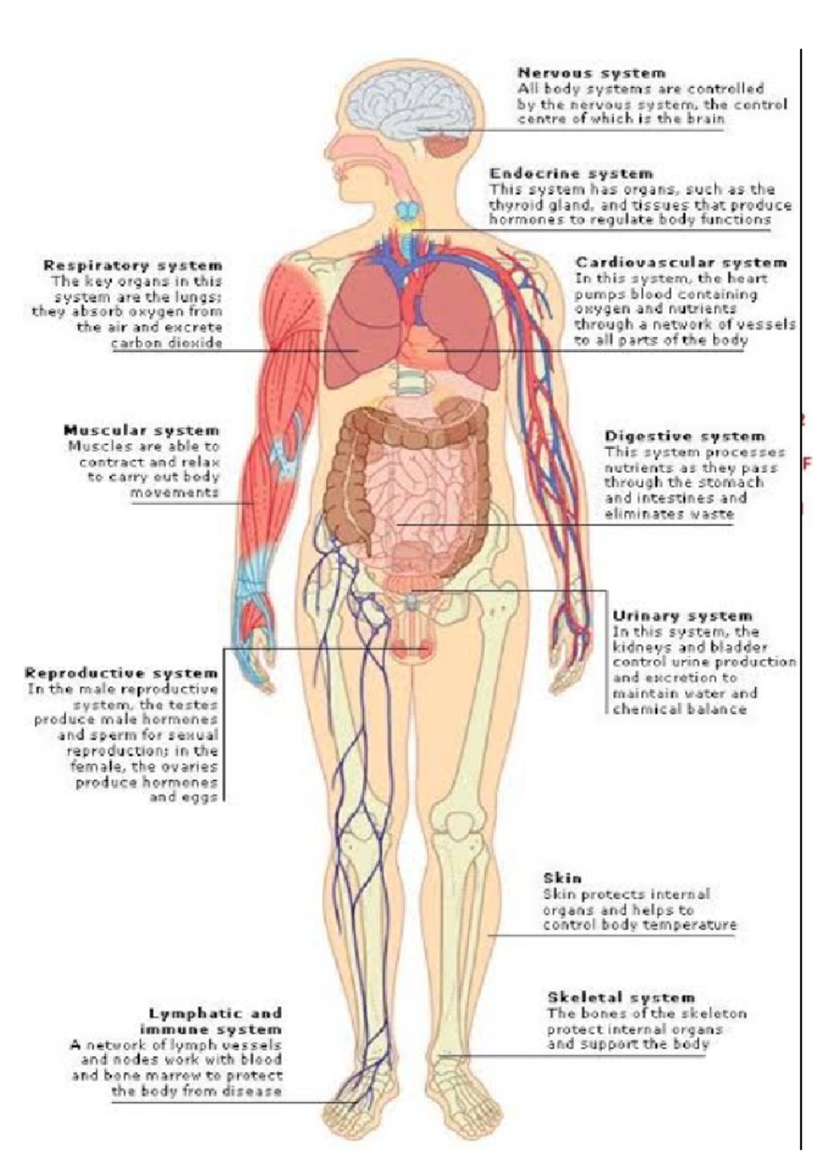 Anatomy visual data 2