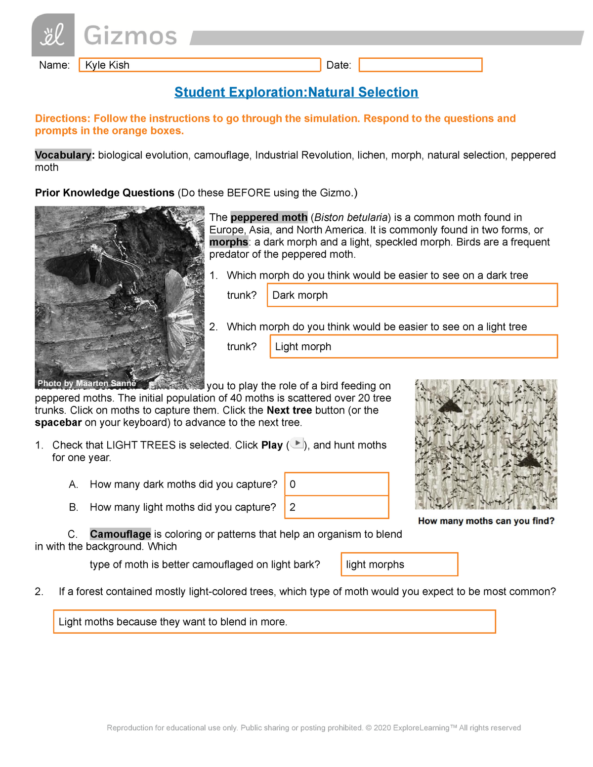 Copy Of Natural Selection Lab Gizmos Studocu