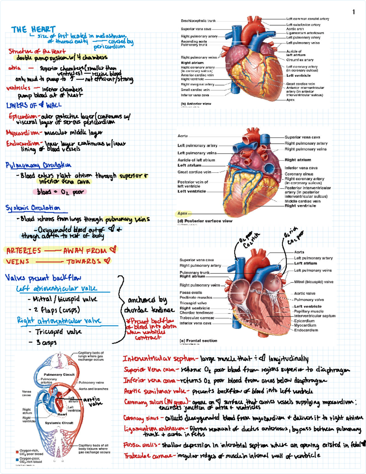 Heart & EKG Pre-labs - Summary Anatomy & Physiology II - BIOL2402 - Studocu