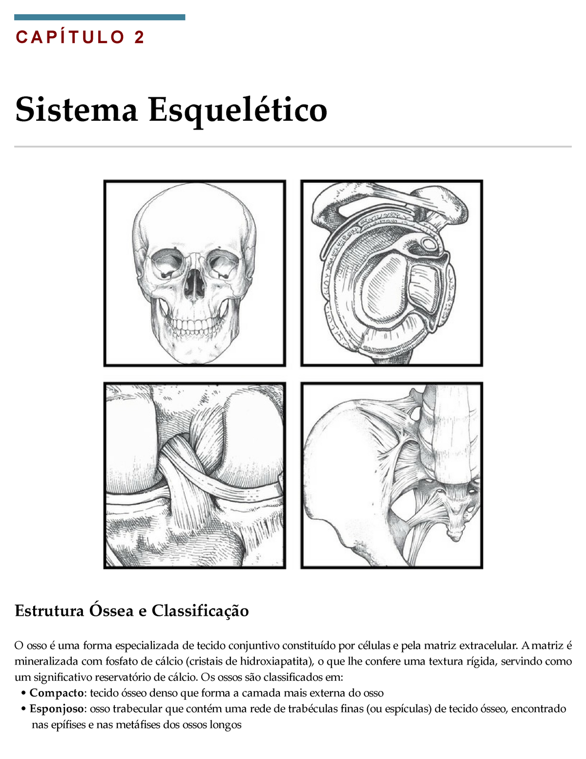 Sistema Esquelético - CAPÍTULO 2 Sistema Esquelético Estrutura Óssea E ...