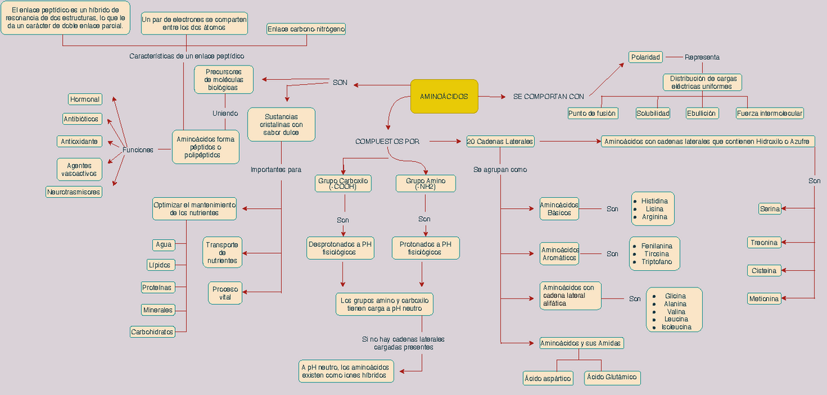 Aminoacidos Mapa Conceptual - AMINOÁCIDOS COMPUESTOS POR Grupo Carboxilo  Grupo Amino (-COOH) (-NH2) - Studocu