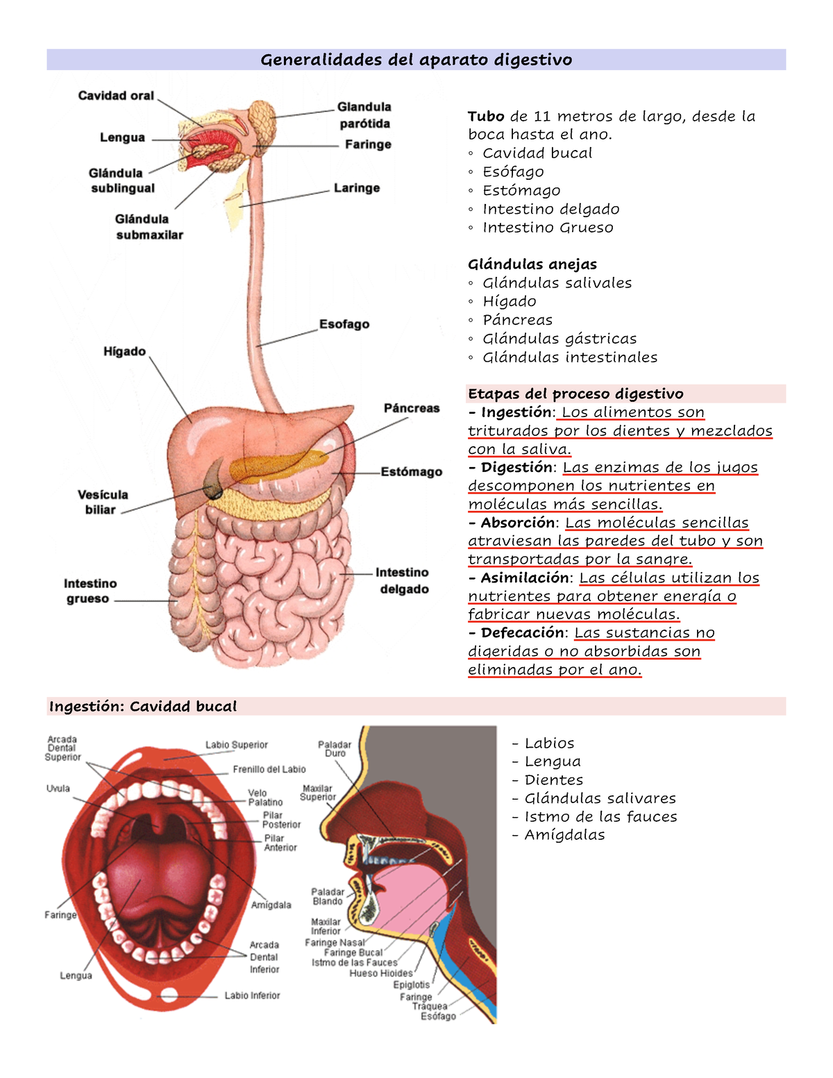 Generalidades del aparato digestivo Cavidad bucal Esófago Estómago Intestino delgado Studocu