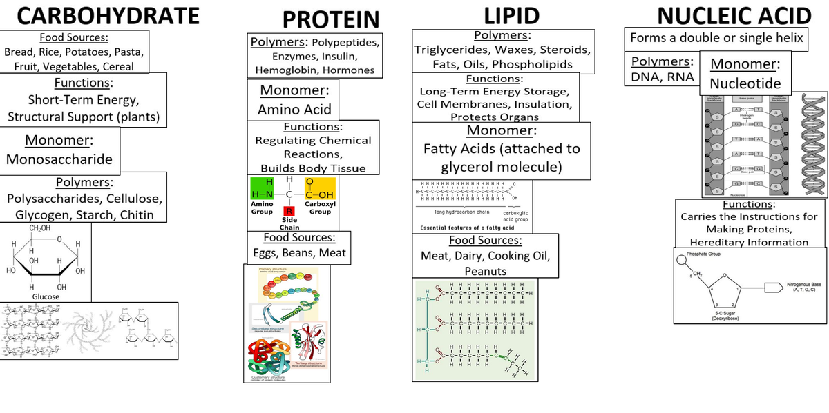 Biomolecules Picture Sort Studocu